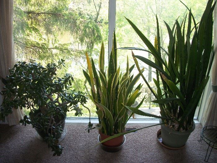 large plants