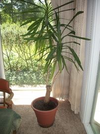 large potted plant
