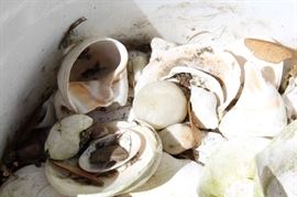seashells