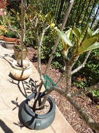 Many highly prized Plumeria plants with blooming pictures to show colors.