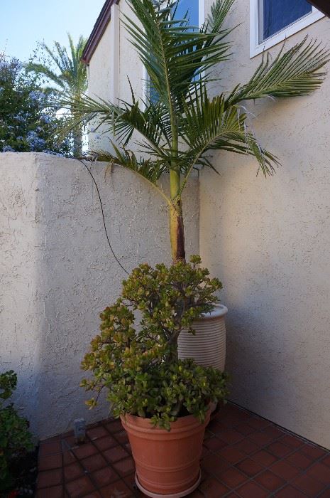 pots and plants like this palm