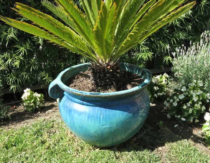 Glazed Planter with a Sago Palm