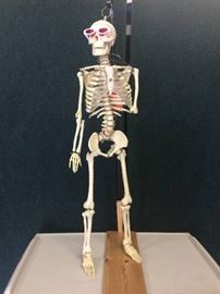 Scientific Anatomical Human Skeleton Model
