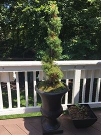 Various plants and planters