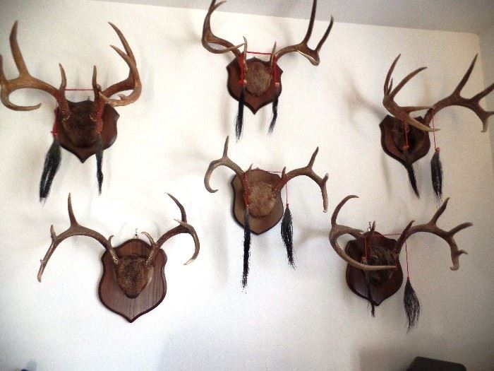 The wall of awesome taxidermy with turkey beards