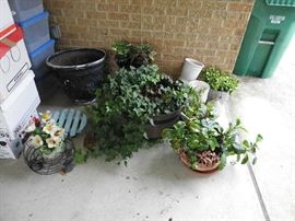 We even have plants for sale - more than what is pictured