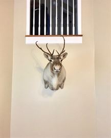 Head-on view Caribou shoulder mount