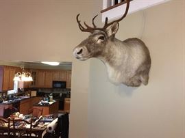 Caribou shoulder mount