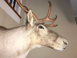 Caribou shoulder mount