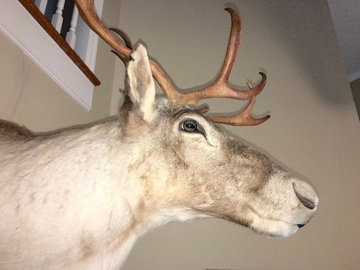 Caribou shoulder mount