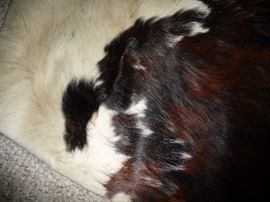 CLOSEUP OF PONY SKIN