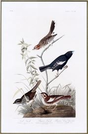Lot#2045, JOHN JAMES AUDUBON HAVELL EDITION, HAND COLORED AQUATINT, 1837, PLATE SIZE: H 19 1/4", W 12 1/4", PLATE CCCXC. "Lark Finch, Prairie Finch, Brown Long Sparrow"; No.78; JW Whatman 1837 watermarked paper is 39 1/2" x 26 1/2"; framed.  NY Societe Library stamp in red on verso.  Provenance:  Parkway Antiques Gallery, Austin, TX, 3-30-1983.  J.J. Audubon, American, 1785-1851.