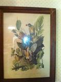 Audubon bird print