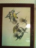 Audubon bird print
