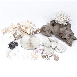 Sea Specimen Selection: A vast collection of sea specimens. This natural array of corals, seashells, lava, driftwood and more portrays the wide variance of life in our oceans. Featured in this collection are dried seahorses, starfish and sand dollars, as well as fossilized seashells and aged conch shells.