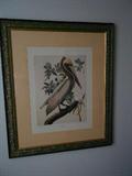 John James Audubon "Brown Pelican" Havell Edition, Framed and Matted