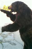 Full Standing Mounted Bear