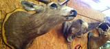 Approx 15 Good Taxidermy Mounts