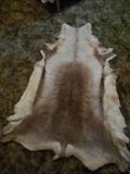 1 of 2 Tanned Reindeer Hides
