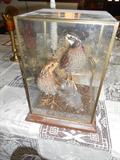 Quail Under Glass