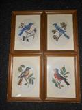 Group of Framed Birds