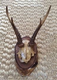 Vintage German Buck Antler Mount