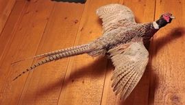Pheasant Mount