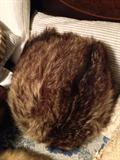 racoon