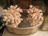 coral