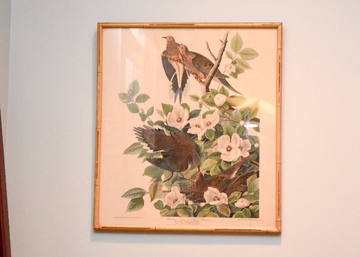 Vintage Framed Audubon Print