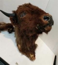 american buffale taxidermy
