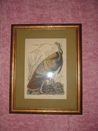 Very nice colored print of male Turkey, framed and matted