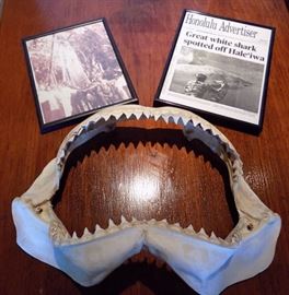 MHE013 Authentic Shark Jaw and Framed Shark Prints