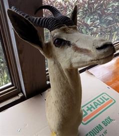 MHE030 African Gazelle Taxidermy Head