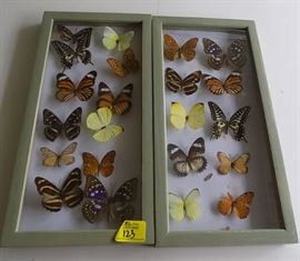 MHE123 Butterfly Collection in Wood Display Cases