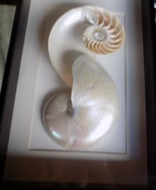 MHE164 Beautiful Nautilus Shell in Frame