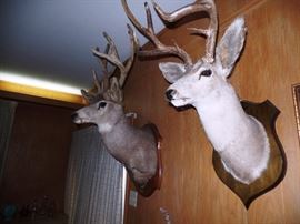 Mounted deer heads