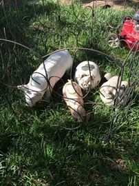 The pigs are not very happy, please give them a good home, we guarantee they are very well behaved. 