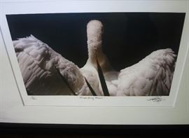 Swan Photo by Nicholas Pratley, Limited Edition, signed