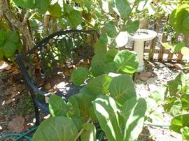 Plastic Bench, Birdbath