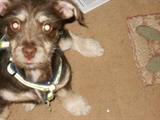 Coco my helper!