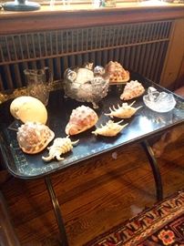 Exquisite Seashell collection on Antique Chinese Laquered Tray