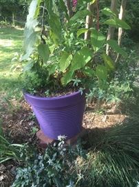 One of two large purple ceramic pots