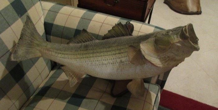 taxidermy  fish Bass
