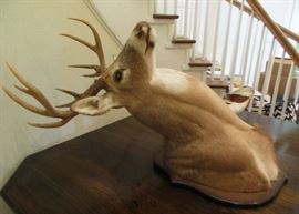 deer head