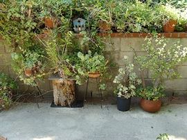 large assortment of succulent plants