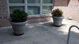 big planters w plants