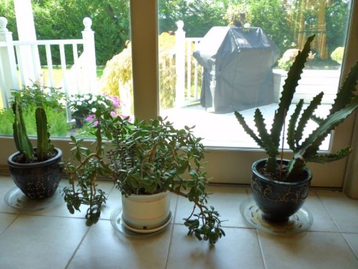 Potted Plants - Cactus and Jade