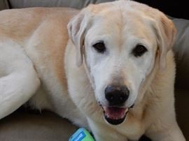 DOG TELLS MISTRESS "WE NEED TO DOWNSIZE!"