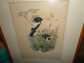 SIGNED GOULD AUDUBON STONE LITHOGRAPH